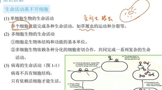 高一生物秋季系统班（必修1）